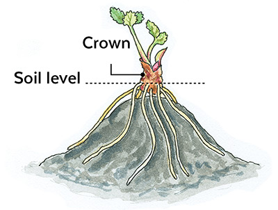 How-to-start-a-strawberry-patch-bare-root-planting: Set the crown of bare-root strawberry plants at soil level.