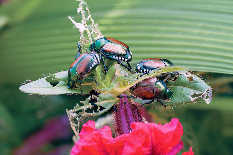 damaging-insects-to-your-garden-japanese-beetles: Metallic green Japanese beetles feed on a wide range of garden plants, especially beans, basil, raspberries, grapes, hollyhocks and roses.