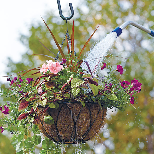 Watering hanging basket with watering wand: Regular watering is important if you want beautiful hanging baskets.