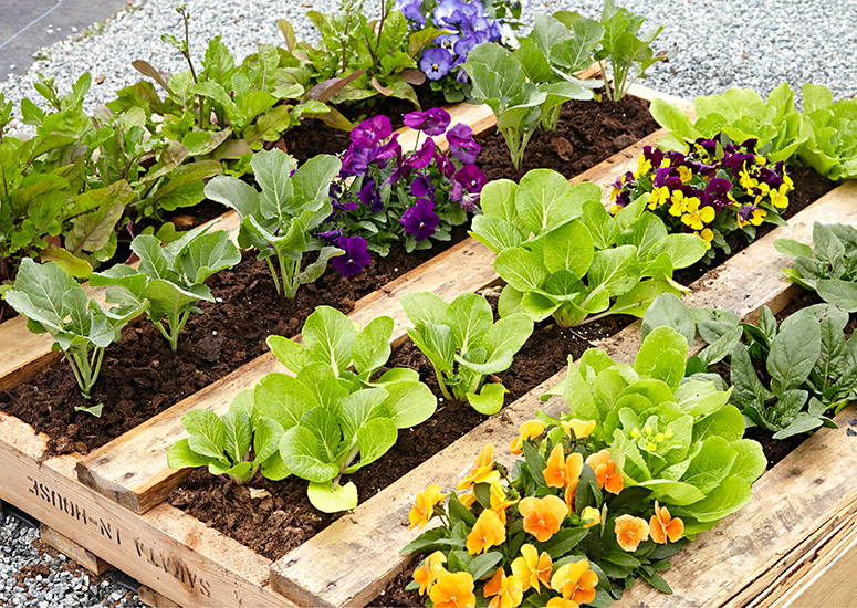 Pallet-raised-garden-bed-lead: Upcycling wooden pallets is a great way to create an easy raised garden bed.