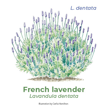 French Lavender illustration by Carlie Hamilton: French lavender