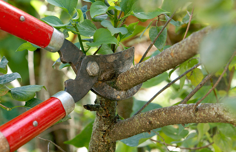 Loppers in use: Loppers are great for cutting through branches ½ in. to 1½ in. thick.