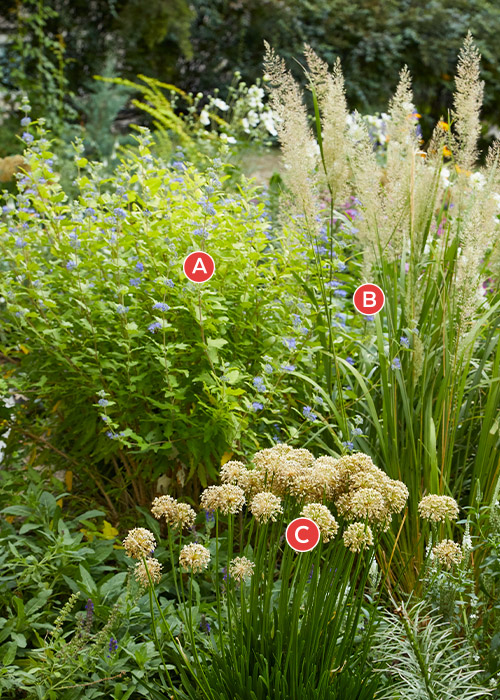Bluebeard and allium plant combination: This plant combination features tan hues that carry this fall planting straight into winter.