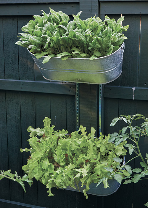 Lettuce, spinach, arugula and cilantro are the perfect plants to grow in small galvanized tubs:Greens like lettuce, spinach, arugula and cilantro are the perfect plants to grow in small galvanized tubs hung on the fence.