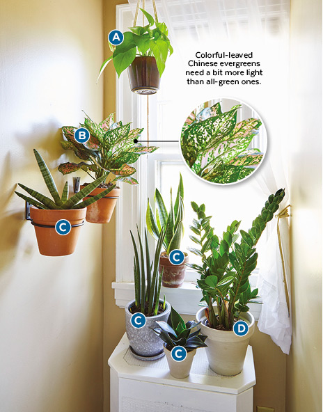 Decorating with houseplants north facing nook: Snake plant and ZZ plant are houseplants tolerant of dim light.