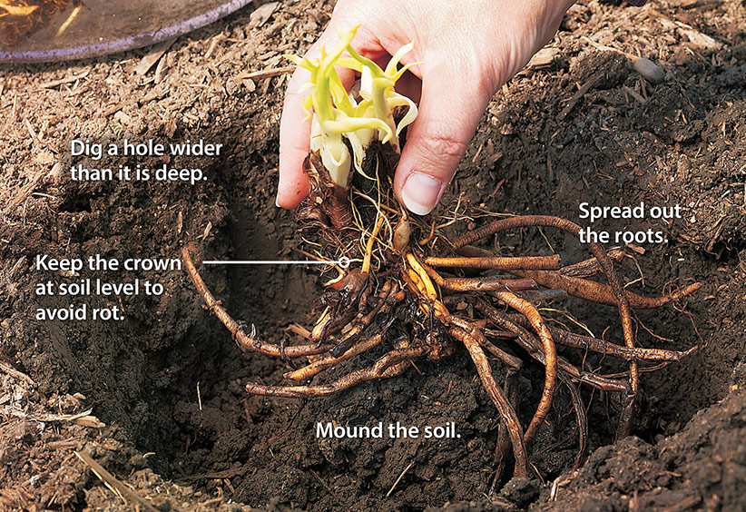ht-p-bare-root-perennials-pot-or-ground-4