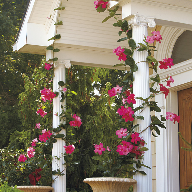 mandevilla pillars: With a mature height of 15 to 20 feet, ‘Alice du Pont’ has the size to make an impression.