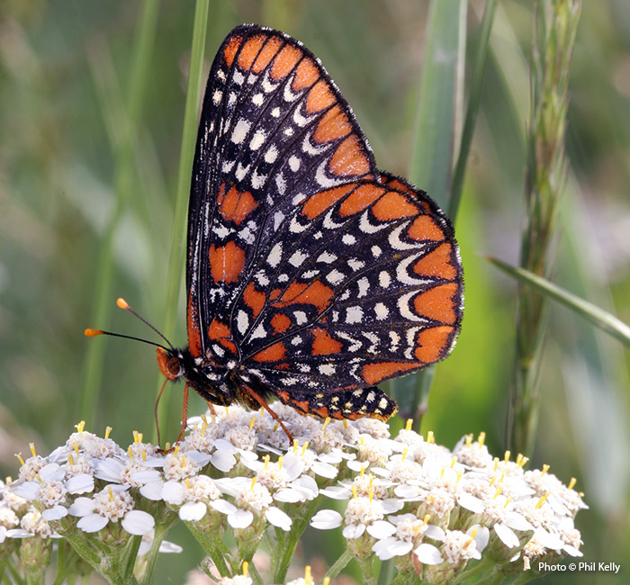Baltimore checkerspot butterfly on yarrow Photo Copyright Phil Kelly: Butterflies, like this Baltimore checkerspot, love flat-topped flowers like yarrow.