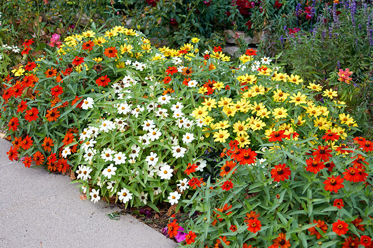 Profusion Zinnias in a garden border: 'Profusion’ series zinnias are extremely disease resistant. No worries about powdery mildew ruining the foliage in this tightly packed combo.