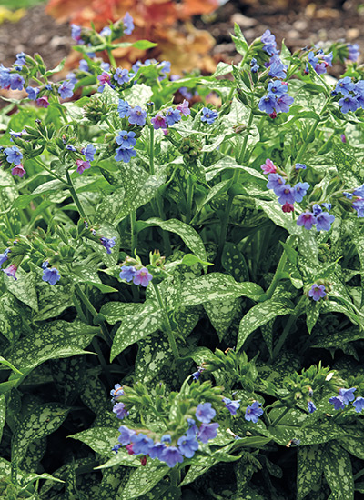 Lungwort (Pulmonaria spp. and hybrids)