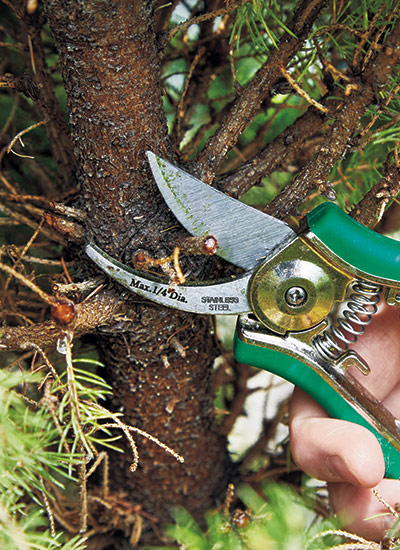 Step 4: Cut branches back to trunk
