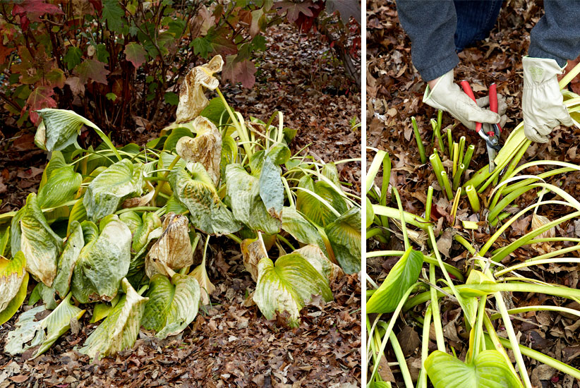 Dead hosta leaves in fall: Avoid smothering spring growth by removing large hosta leaves in fall.