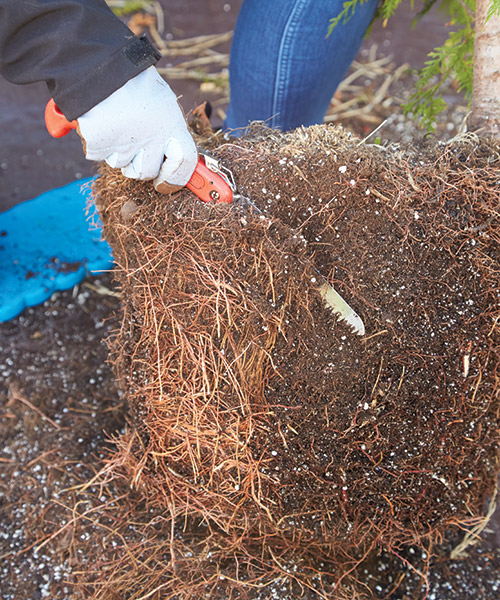 Root pruning - shearing the side roots: Use a pruning saw or sharp knife to carve circled or tangled roots off the side of the root ball.
