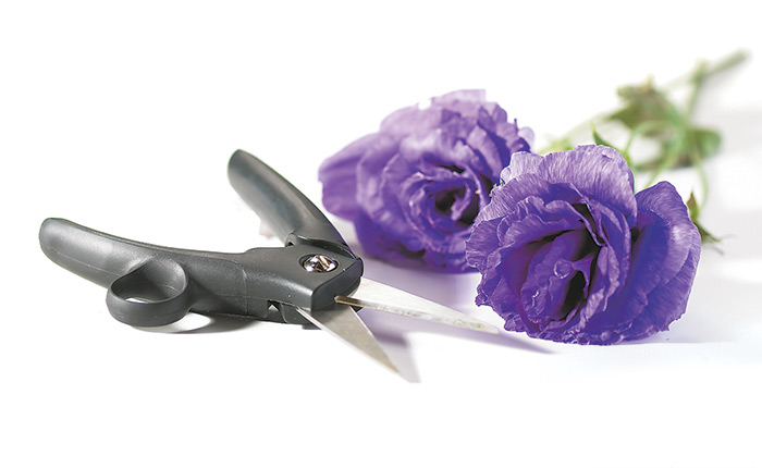 how-to-grow-lisianthus-cut-flower-tips