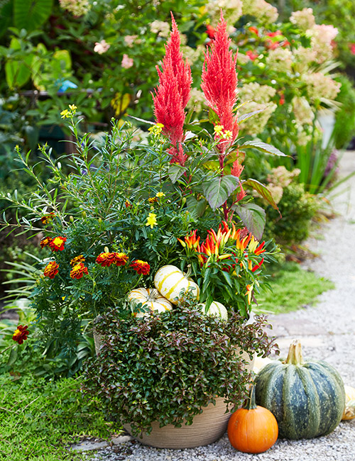 Fall flower pot with celosia, ornamental peppers, marigolds and pumpkins: Ornamental peppers are safe to eat but they are normally grown for their
colors rather than their flavor.