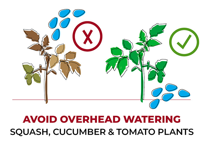 Vegetable garden mistake Overhead watering squash, cucumber and tomato plants: When possible, watering crops like squash, cucumbers and tomatoes at the soil level instead of overhead can reduce the chance of fungal disease.