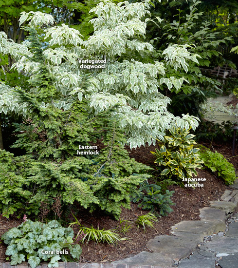 dw-conifers-consider-color-Labels