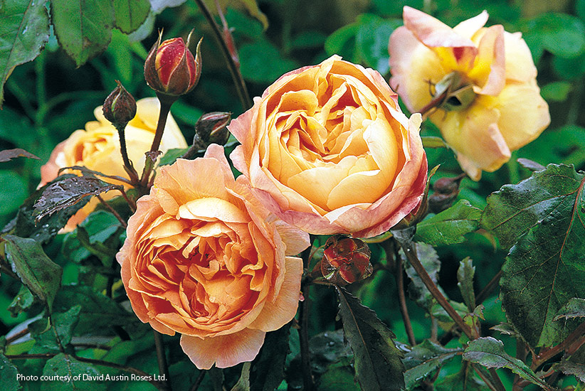 Shrub rose (Rosa Lady Emma Hamilton™)