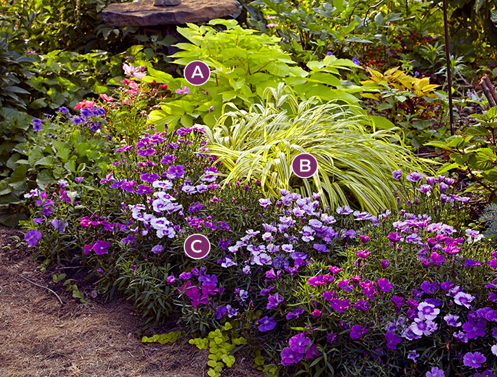 Labeled colorful garden border: This combination of chartreuse hakonechloa and purple dianthus shines in the shade.