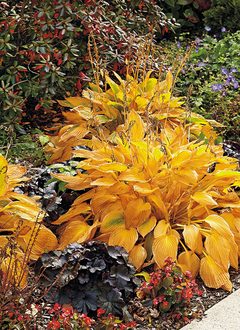 striking-fall-combo-lead: This ‘Patriot’ hosta is one that reliably changes color in fall.
