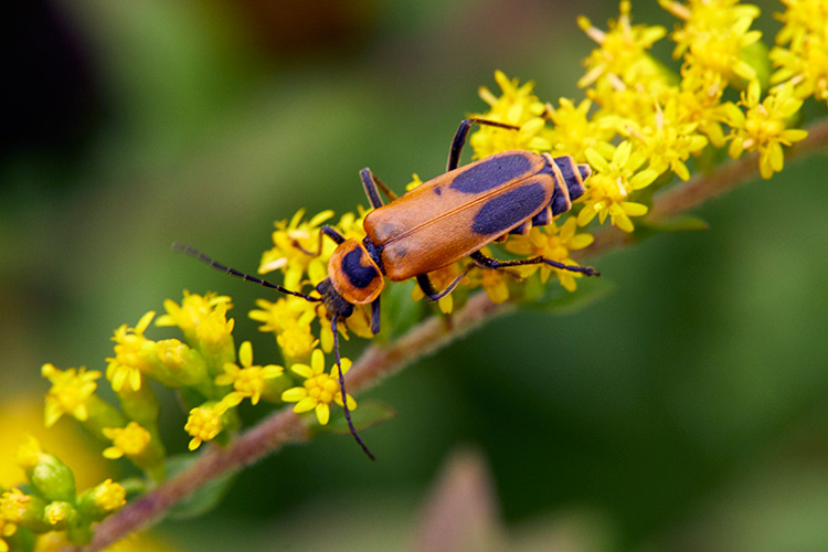 beneficial-garden-insects-soldier-beetle: Goldenrod soldier beetles are especially active in late summer, when the goldenrod is blooming.