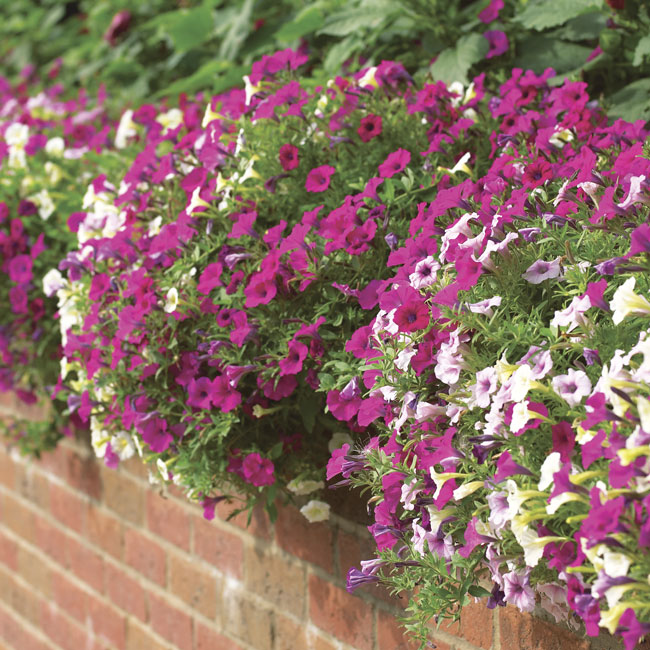 petunias: Plants like petunias are great to start from seed when you want to install a mass planting like this group of Shock Wave® petunias. 