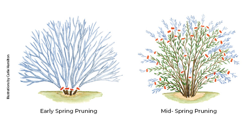 Illustration of how to prune butterfly bush for more blooms: Caption here