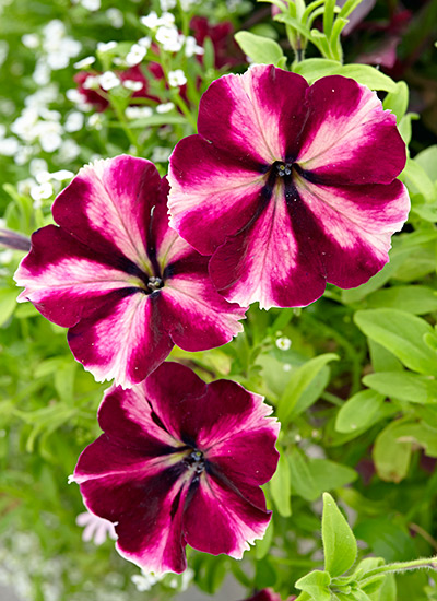 Best-container-plants-Petunia: Petunias are a classic container garden plant that brings color all summer.