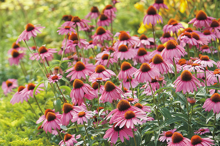 Purple coneflowers: Coneflowers are carefree plants that can withstand nearly anything that Mother Nature can throw at them, including bitter cold winters and hot, dry summers. 