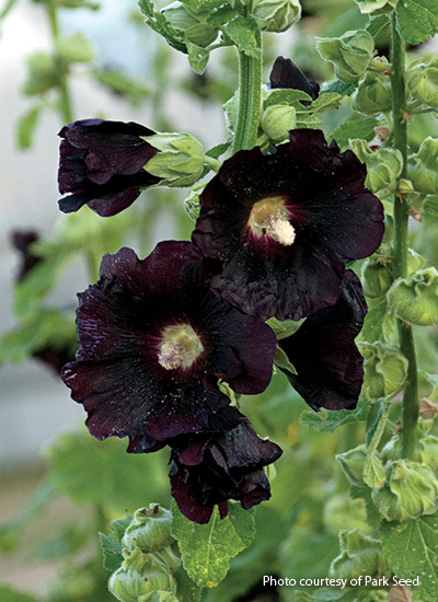 Blacknight hollyhock: 'Blacknight' hollyhock will reward you with blooms even in its first year unlike some hollyhocks.