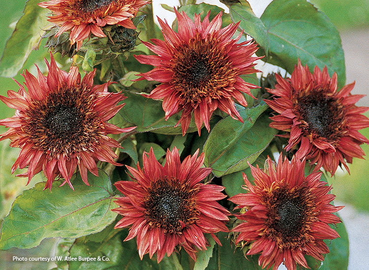 7-sunflower-varieties-for-your-garden-Double-Dandy
