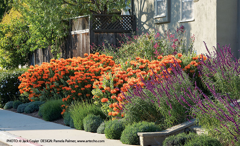 Orange-plants-for-your-garden-border: Orange pincushion flowers bring visual excitement and energy to what could have been a more predictable border planting.