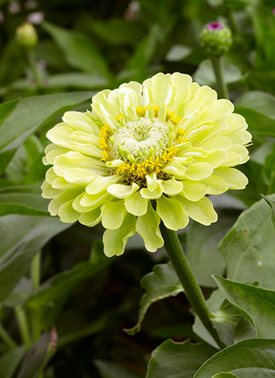 ‘Envy’ zinnia (Zinnia elegans)