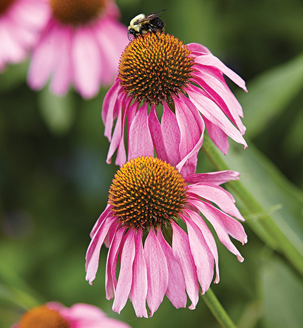 native prairie flowers purple coneflower with bee: The domed, copper-orange cones of native purple coneflower provide the perfect landing pad for bees and  butterflies.