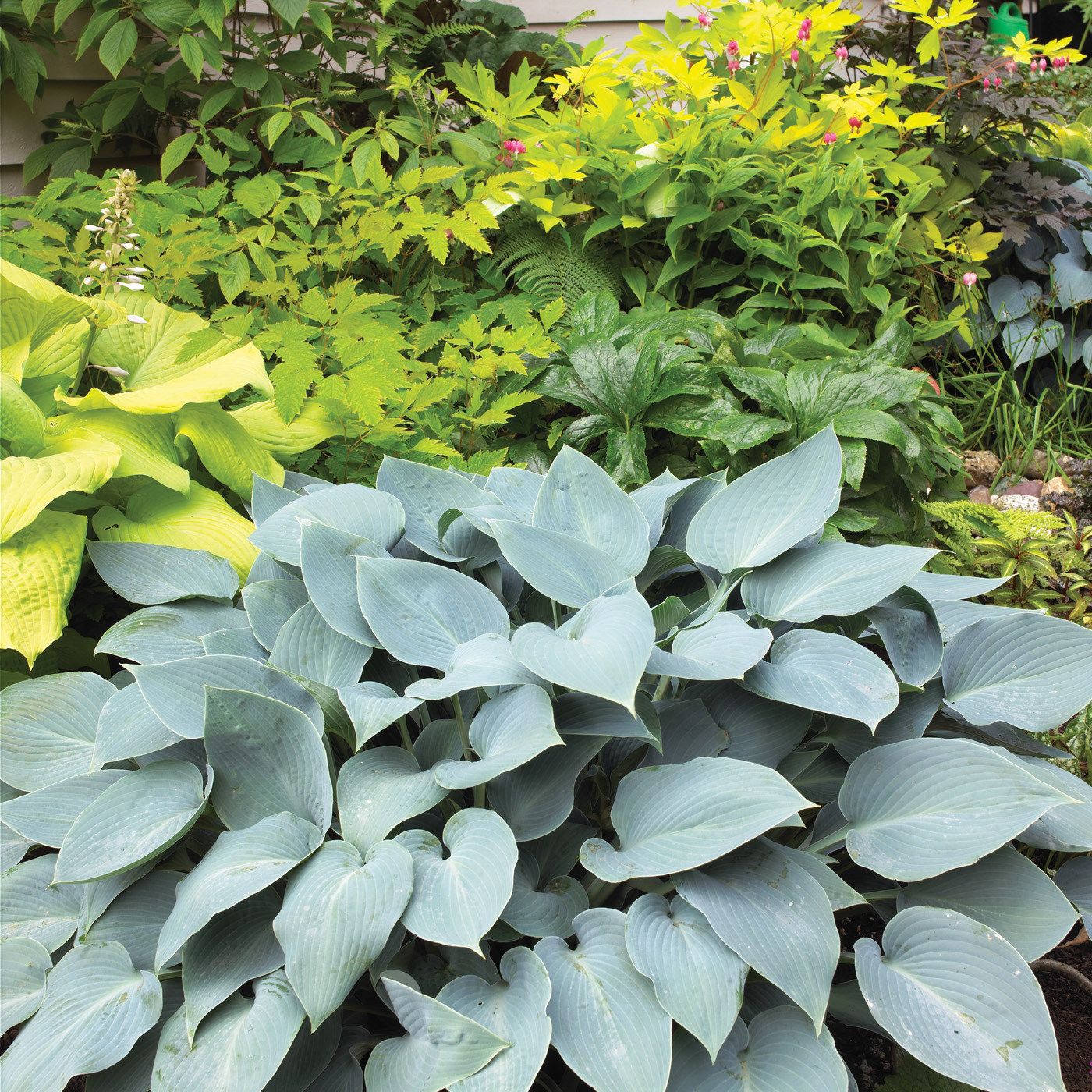 GG187 TP 07 gaeo0216 'Halcyon' Hosta photo by Jack Coyier
