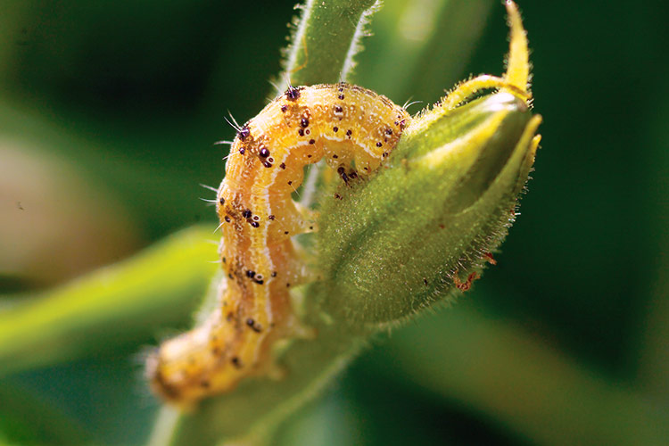 damaging-insects-to-your-garden-tobacco-budworm: Tobacco budworm feeds on the buds and petals of many commonly grown flowers, including geranium, petunia and nicotiana.