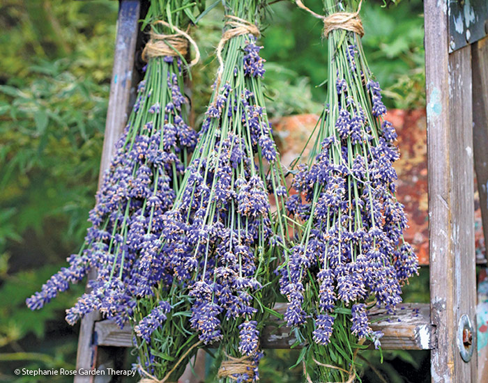 Stephanie Rose drying lavender bunches: Dry tied bundles of lavender by hanging them upside down in a sheltered spot.