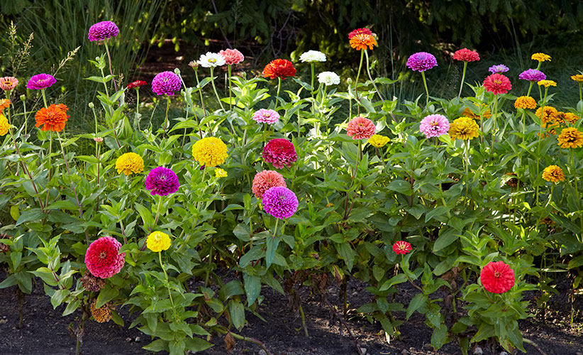 Design-a-garden-to-attract-pollinators-power-in-numbers: Pollinators will love this mass planting of zinnias.