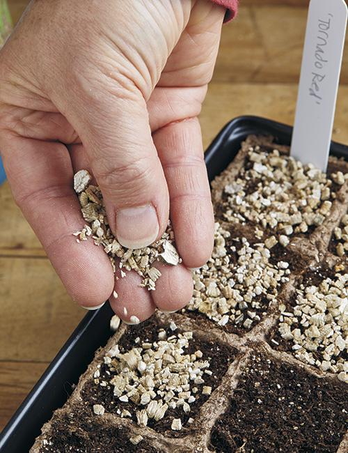 Sprinkle a thin layer of  vermiculite:Sprinkle a thin layer of 
vermiculite to prevent damping off.