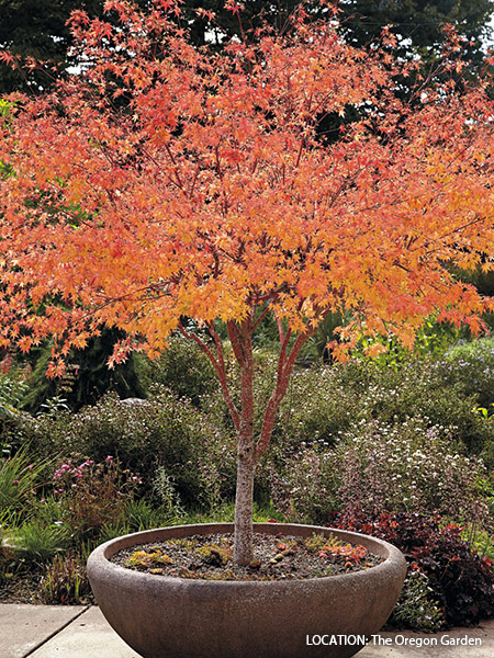 designing-with-japanese-maples-great-in-containers: Move the Japanese maple in it's pot indoors once the foliage drops in fall if you live in zone 6 or colder.