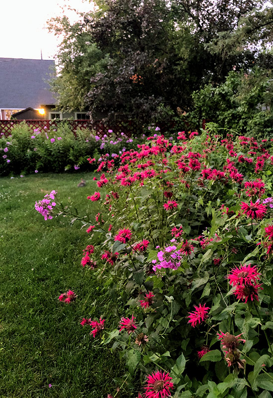 An overwhelming patch of bee balm