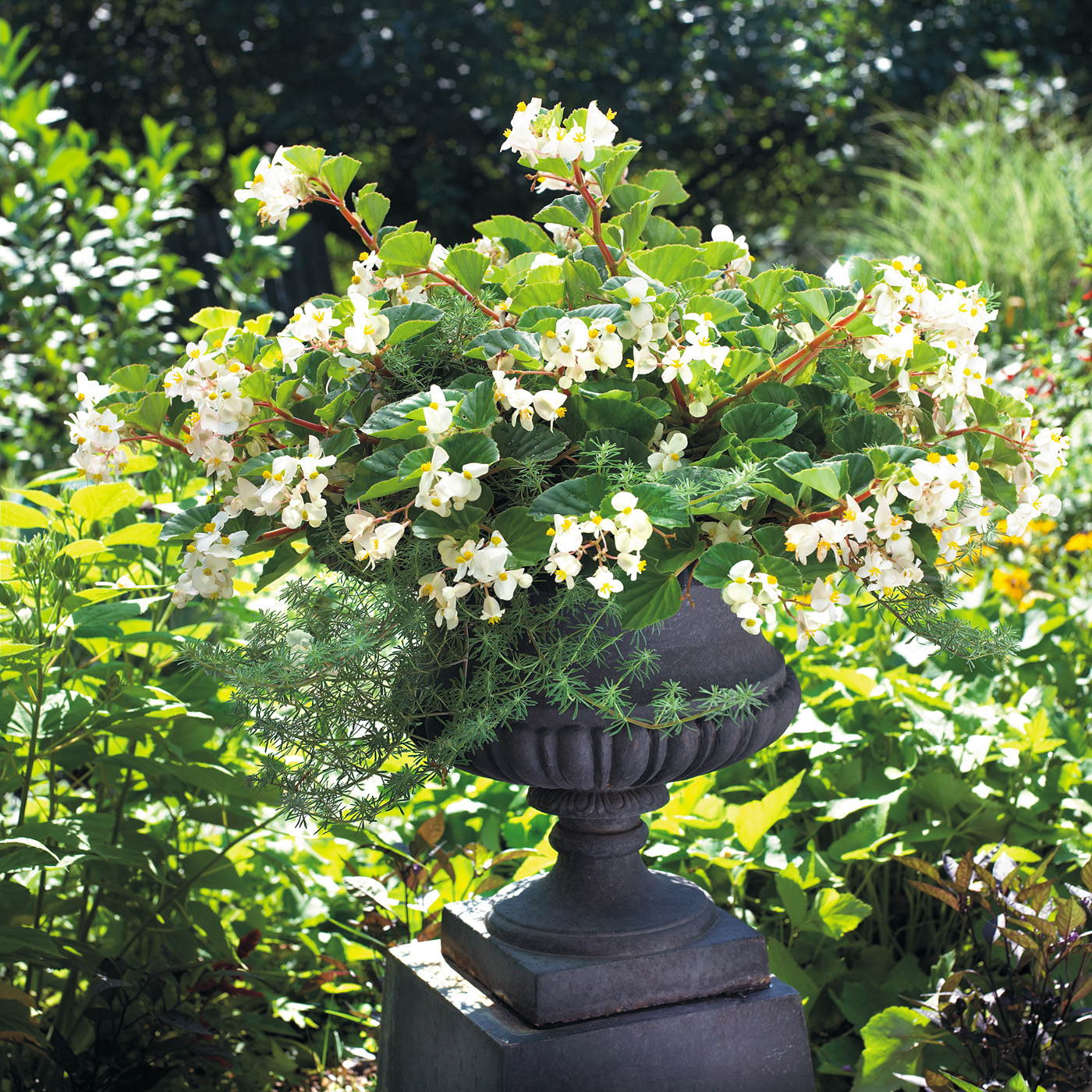 GG106 23f01 BabyWing White Begonia: Pair white BabyWing begonia blooms with a dark planter to add drama to your entrance or patio.