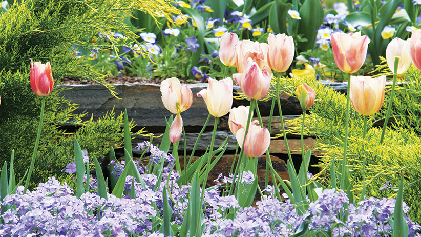 Sarah P. Duke: Seasonal bulbs put on a beautiful show every spring in the Terrace gardens. 