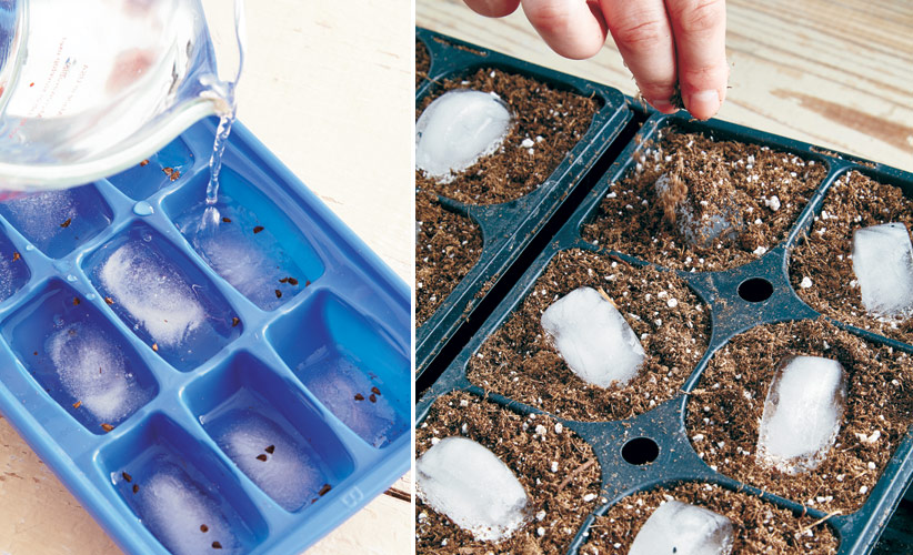 how-to-prechill-seeds-ice-cubemethod: Start the ice cube method with a frozen half cube to keep seed, like these delphinium, in the middle of the ice after you add water and refreeze. Sprinkled soil on top sticks to the ice, which covers the seed as it melts.