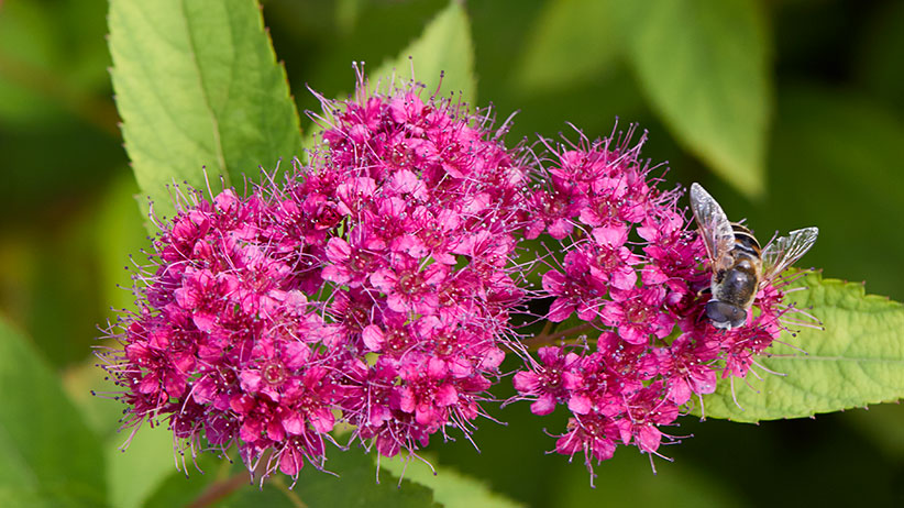 closeup of bee on double play red spirea: Double Play® Red spirea attracts pollinators.
