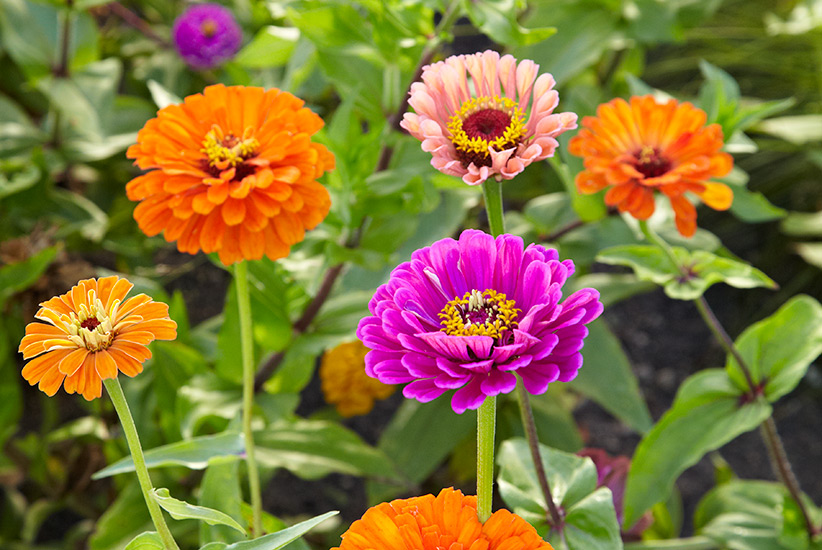 old-fashioned-favorite-flowers-zinnias