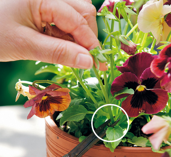 how-to-deadhead-pansies: To deadhead pansies, grab the spent bloom between two fingers and follow the stem down to where it connects with the leaves and snip it off.