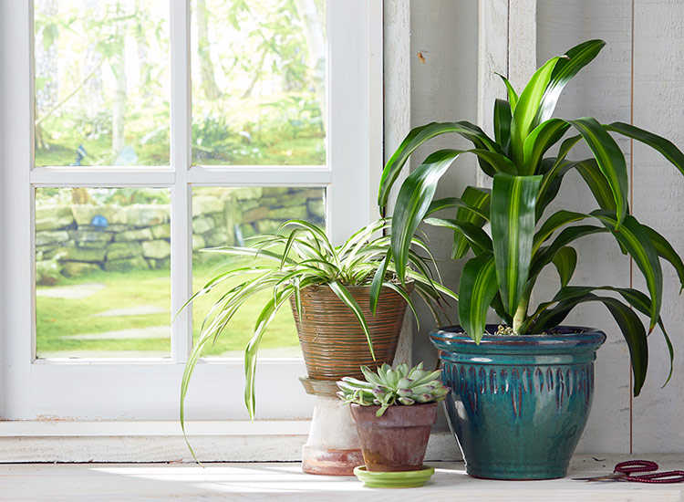 gardening-reduces-stress-houseplants: House plants can improve the air quality in your home.