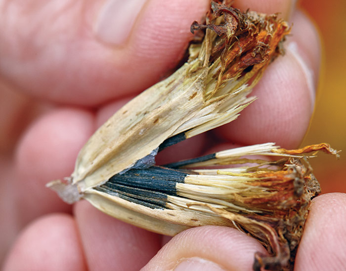 Marigold seedhead: Seeds are ready to collect when the calyx is dry and the seeds are dark brown or black.