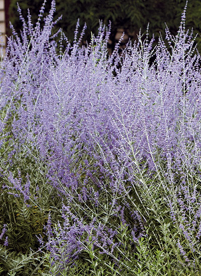 Russian sage (Perovskia atriplicifolia)